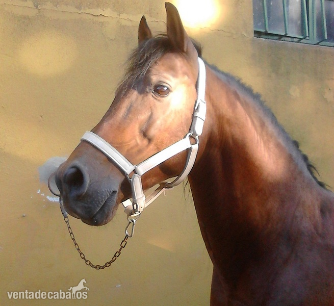 Hispano-Arabe {TYPE}