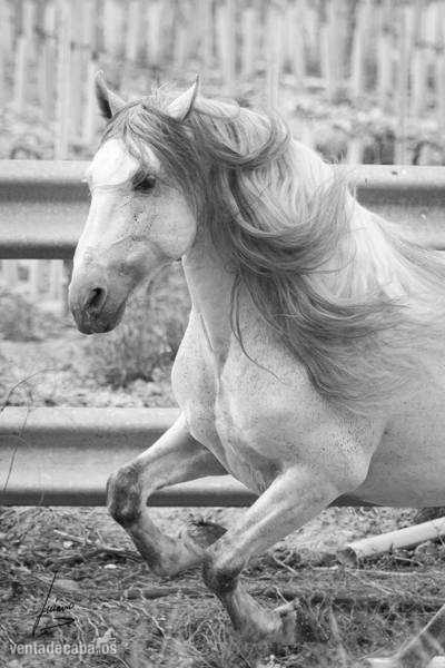 Caballos Pura Raza Española (P.R.E.) Pura Raza Española - AYALA Hijo de educado x