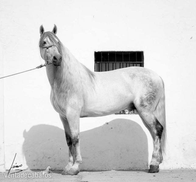 AYALA Hijo de educado x - Caballos Pura Raza Española (P.R.E.) Pura Raza Española