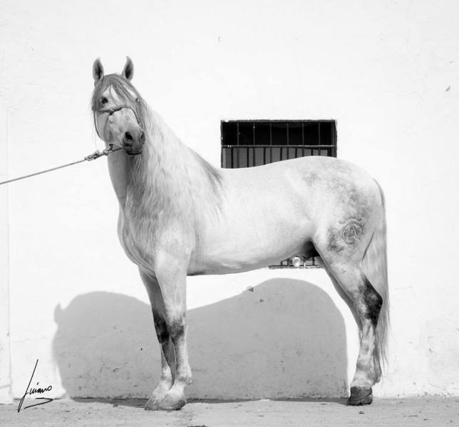 AYALA Hijo de educado x - Caballos Pura Raza Española (P.R.E.) Pura Raza Española