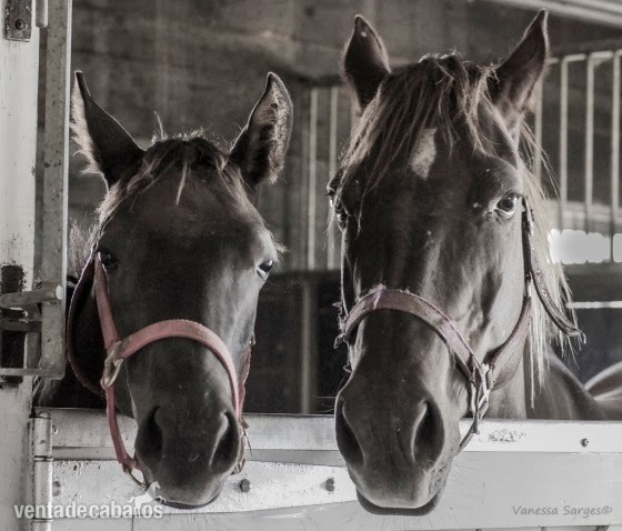 Horse Transport V. in 