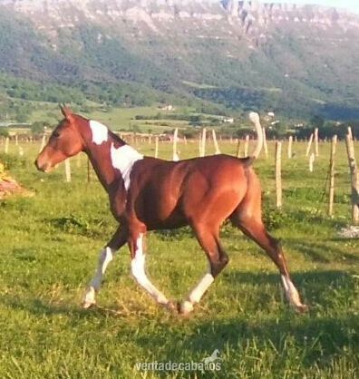 Potro Arabe Pio único. in 