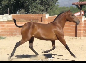 Potra pre en venta in 