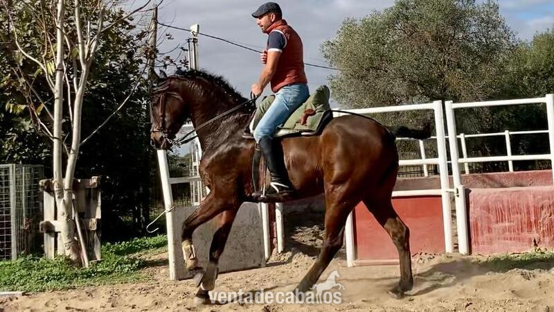  Caballo hispano árabe in 