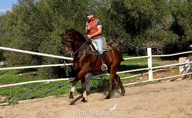 Hispano-Arabe