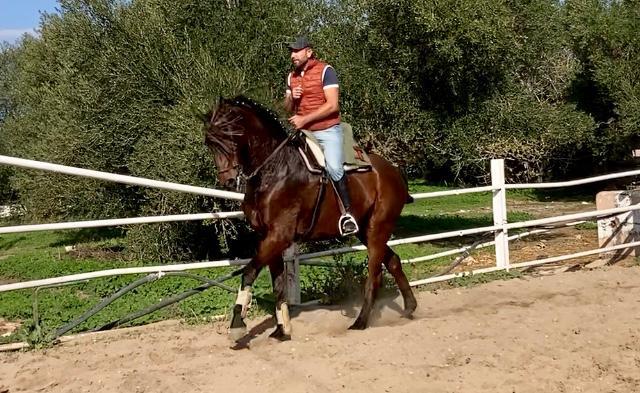 Hispano-Arabe
