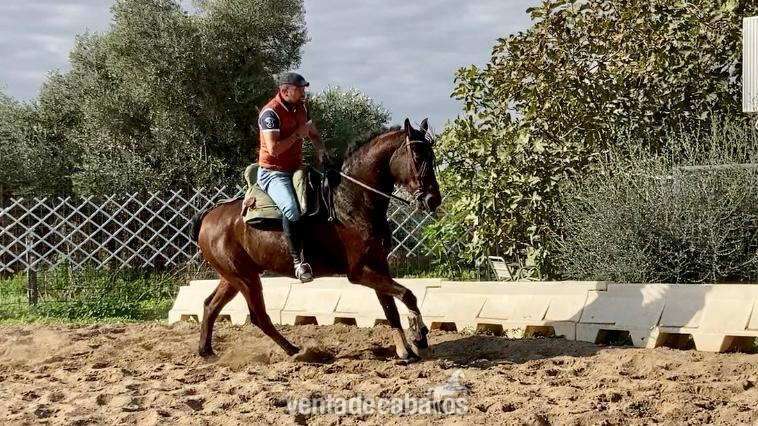 Hispano-Arabe {TYPE}