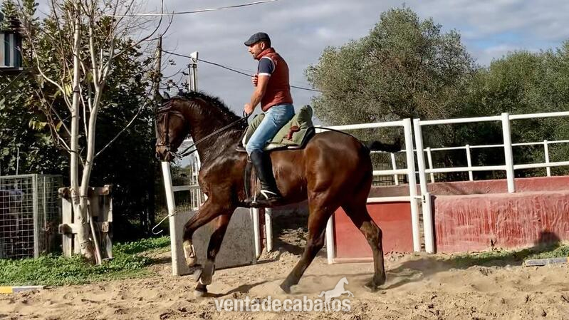 Caballo Hispano Árabe Hispano-Arabe -  Caballo hispano árabe