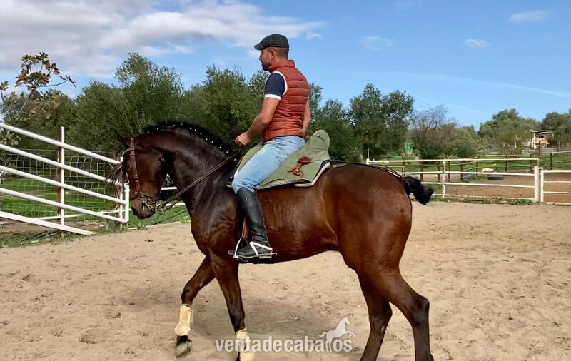  Caballo hispano árabe - Caballo Hispano Árabe Hispano-Arabe