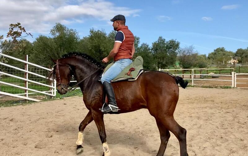  Caballo hispano árabe - Caballo Hispano Árabe Hispano-Arabe