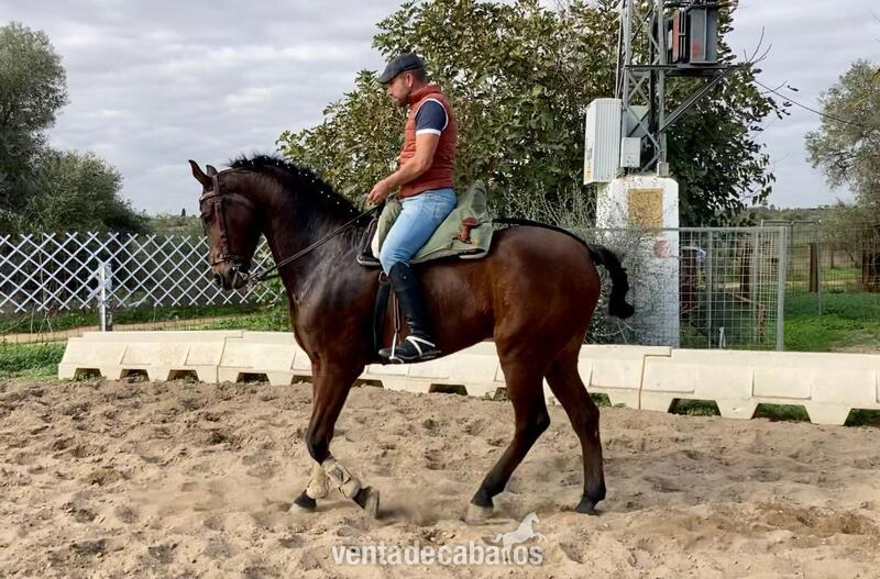  Caballo hispano árabe - Hispano-Arabe