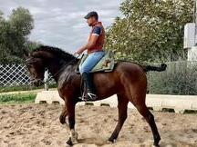 Caballo hispano árabe