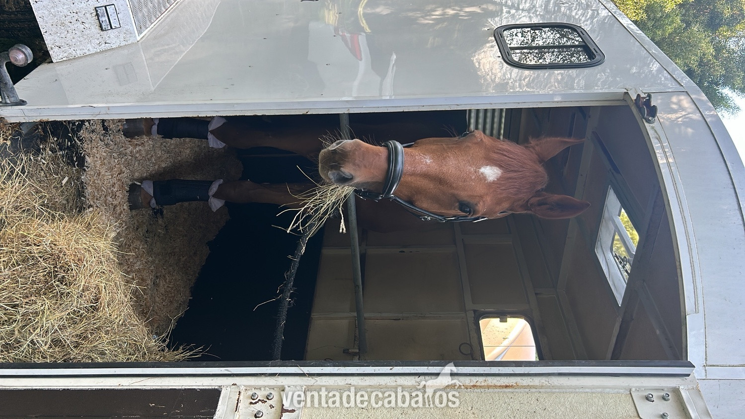 Caballos Capados EMPTY - En venta Fidelio del Printemps 