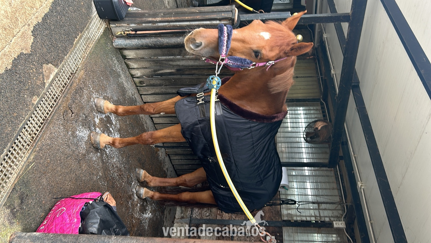 En venta Fidelio del Printemps  - Caballos Capados EMPTY