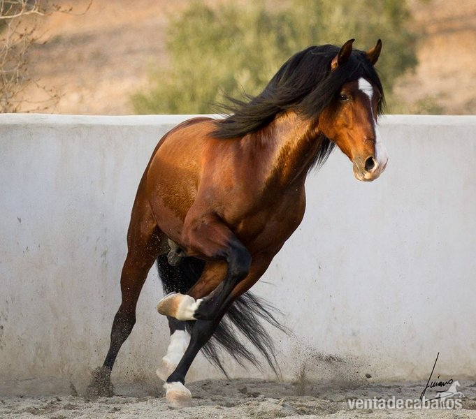 Caballos Pura Raza Española (P.R.E.) p.r.e - barroco, pre, p.r.e concurso. movimientos doma