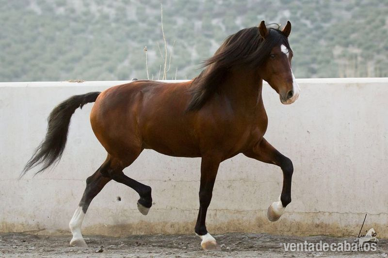 barroco, pre, p.r.e concurso. movimientos doma - Caballos Pura Raza Española (P.R.E.) p.r.e