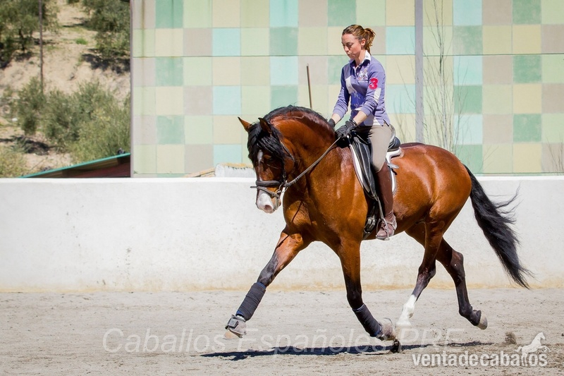 barroco, pre, p.r.e concurso. movimientos doma - Caballos Pura Raza Española (P.R.E.)