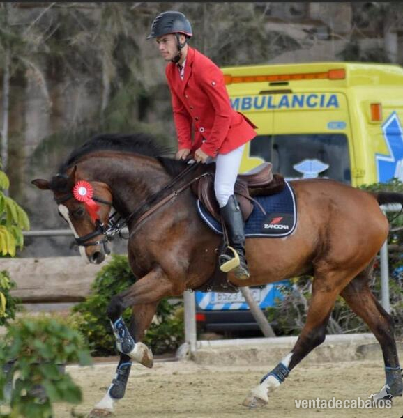 Se vende espectacular caballo para saltar 1’40 y 1’50 in 