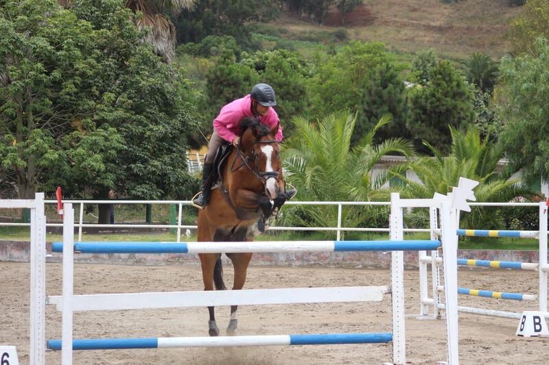 Caballos Capados Zangersheide  - Se vende espectacular caballo para saltar 1’40 y 1’50