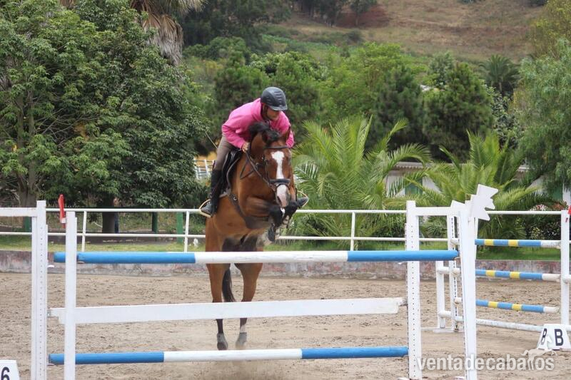 Caballos Capados Zangersheide  - Se vende espectacular caballo para saltar 1’40 y 1’50