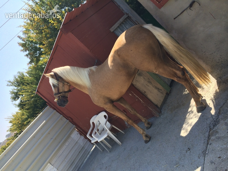 caballo español 3 años y medio in 