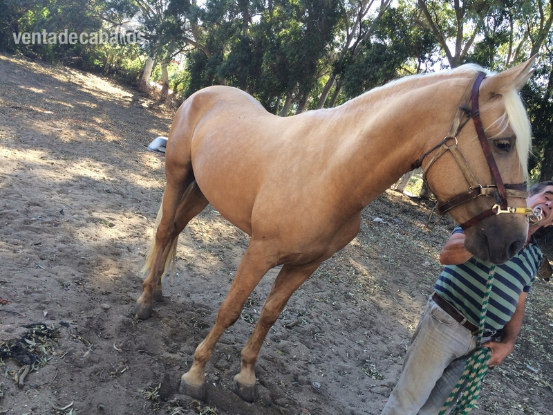 Andaluz {TYPE}