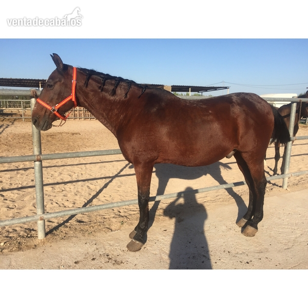 SE VENDE CABALLO MANSO in 