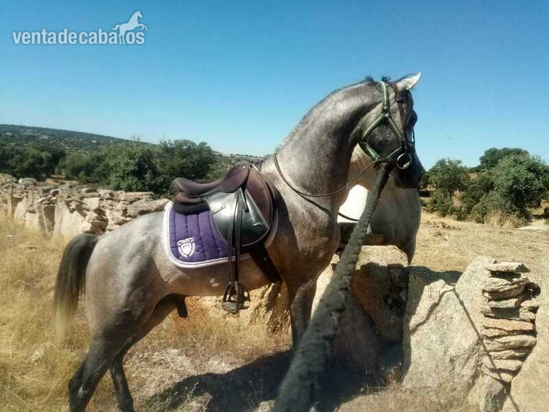 Busco/Cambio/Cedo Caballo Árabe, Hispano-Árabe, Anglo-Árabe - Cedo caballos para disfrutar como si fuera tuyo