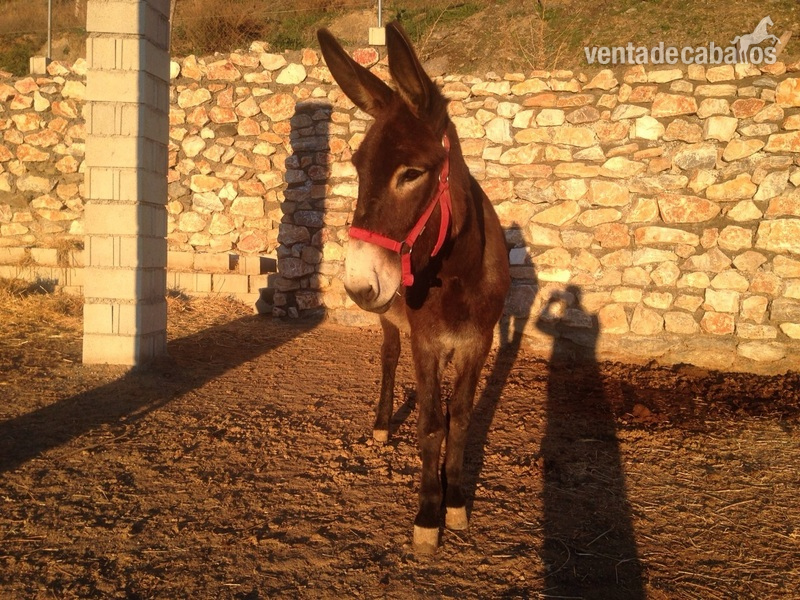 Burros Andaluz - Se venden cuatro burras muy mansas