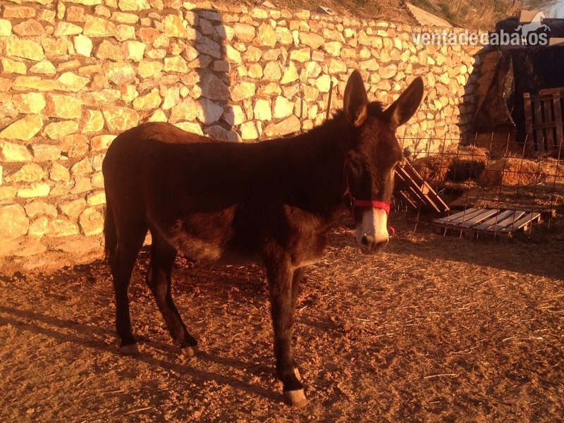 Se venden cuatro burras muy mansas - Burros Andaluz