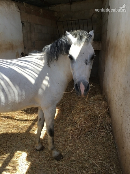 Pony Wehls y carro  in 