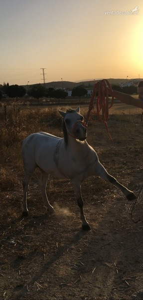Poni  {TYPE}