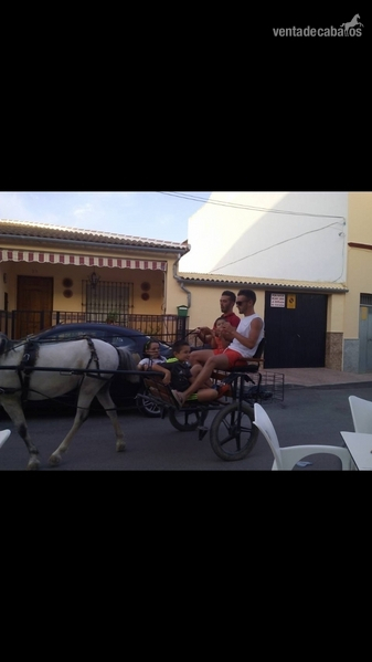 Pony Wehls y carro  - Ponis Miniatura Poni 