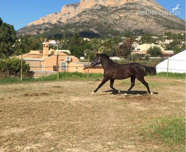 Lusitano