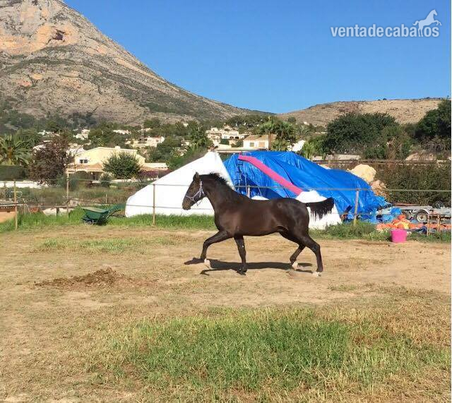 Lusitano {TYPE}