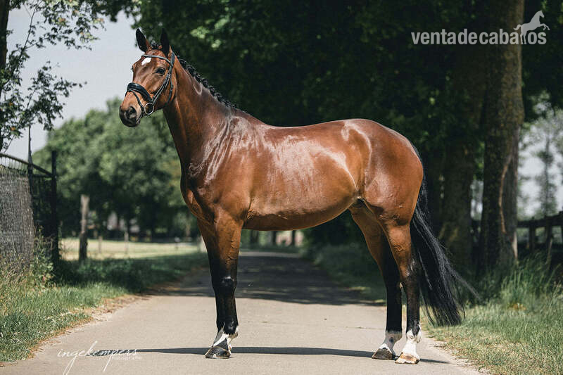 Para la venta: yegua muy hermosa con un carácter dorado. in 