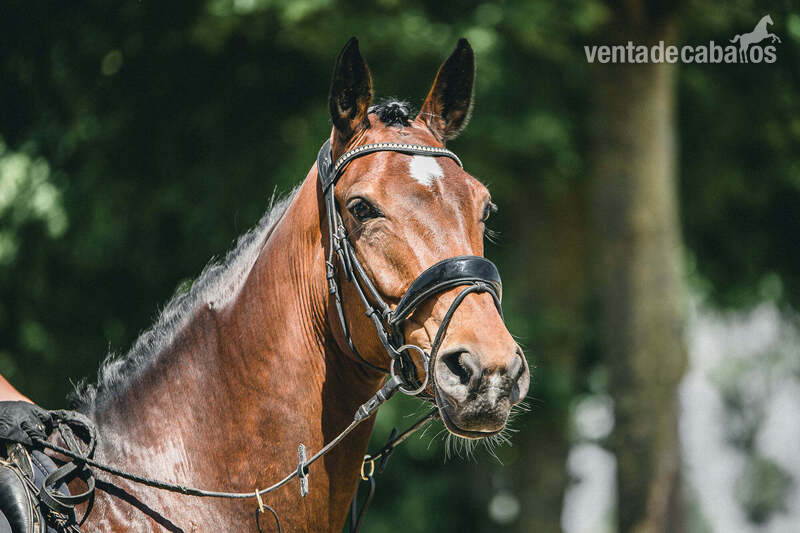 Caballos Enteros Hannoveriano - Para la venta: yegua muy hermosa con un carácter dorado.
