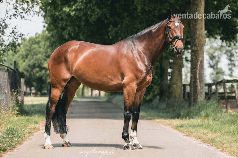 Para la venta: yegua muy hermosa con un carácter dorado. - Caballos Enteros Hannoveriano