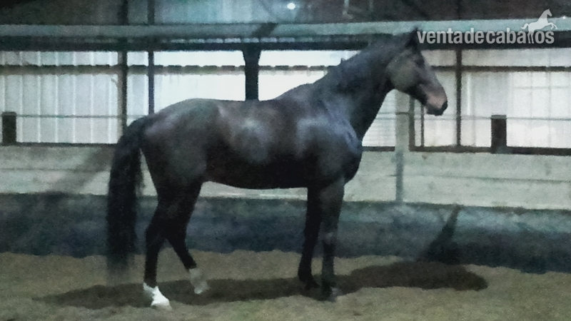 Se vende caballo maestro.  in 