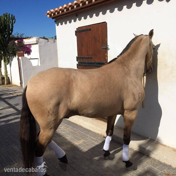 Potros Lusitano - Pura Raza Portugues - Gatillo