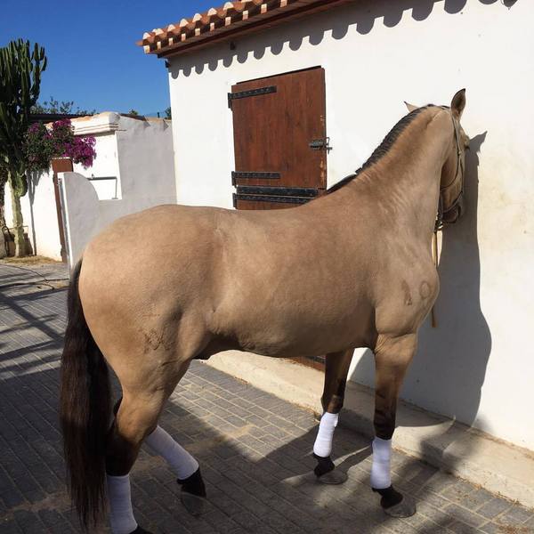 Potros Lusitano - Pura Raza Portugues - Gatillo
