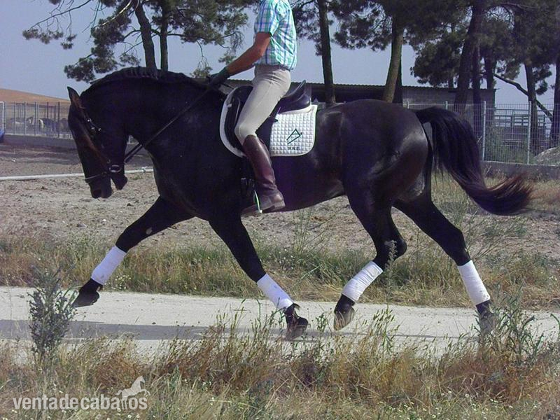 Caballos Pura Raza Española (P.R.E.) Pura Raza Española - PRE AG SUCESOR