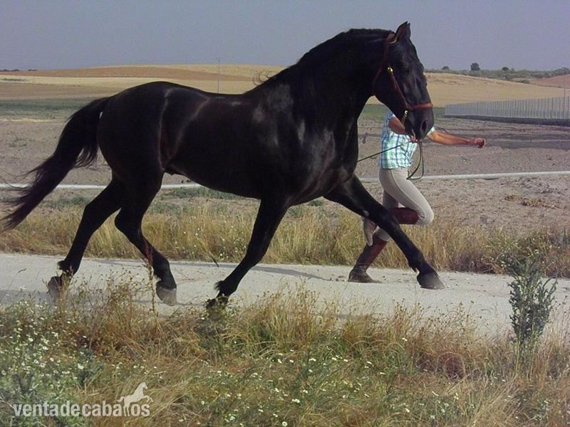 PRE AG SUCESOR - Caballos Pura Raza Española (P.R.E.) Pura Raza Española