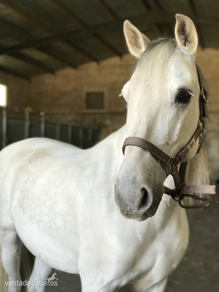 Caballo P.R.E en Doma Clásica muy noble in 