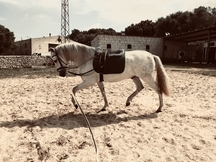 Caballo P.R.E en Doma Clásica muy noble