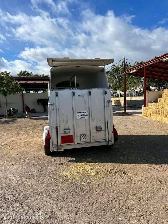 Caravana Westfalia Jupiter - Remolques de caballos