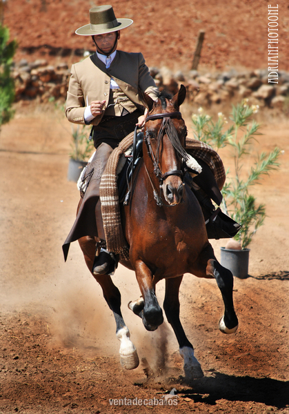 Hispano-Arabe
