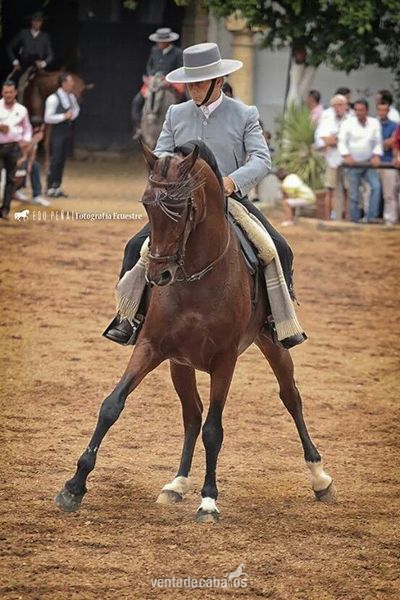 Hispano-Arabe {TYPE}