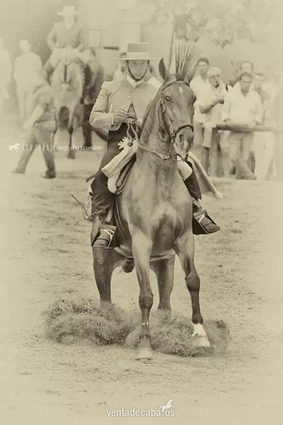 Caballo Hispano Árabe Hispano-Arabe - caballo hispano arabe 