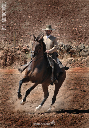 caballo hispano arabe  in 